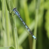 J01_2725 Enallagma cyathigerum male